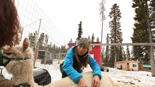 Dr. Oakley, Yukon Vet Season 1 Episode 6 - Winter Is Coming