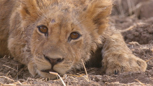 Africa's Hunters Season 2 Episode 2 - Brothers in Arms