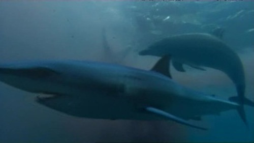 Natural World Season 27 Episode 6 - Saved By Dolphins