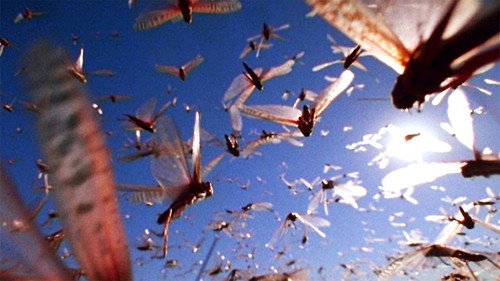 Nature Season 32 Episode 17 - The Gathering Swarms