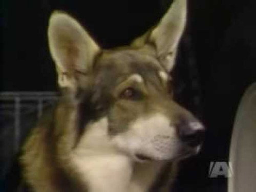 The Littlest Hobo Season 3 Episode 4 - The Day of the Fugitive