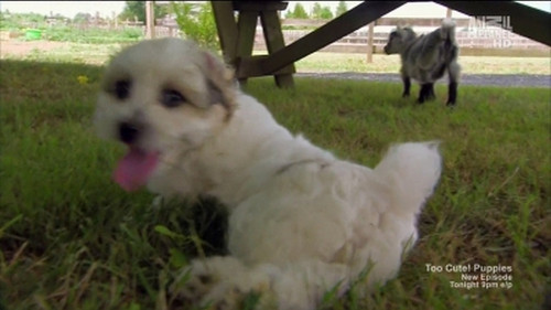 Too Cute Season 2 Episode 1 - Fluffy Puppies & Baby Goats