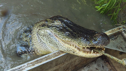 Swamp People Season 15 Episode 15 - Ice Cold Gamble
