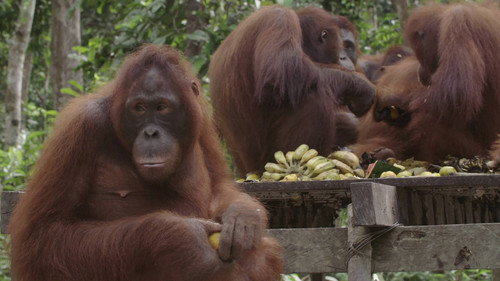 Orangutan Jungle School Season 1 Episode 4 - The Misfits