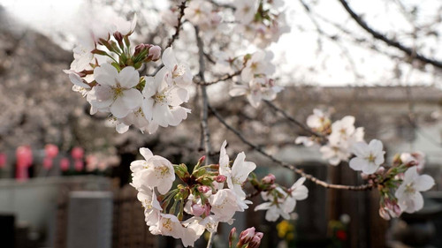Dive in Tokyo Season 4 Episode 8 - Komagome - A Community United Under Cherry Blossoms
