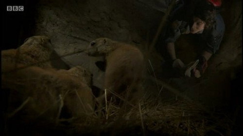 Andy's Wild Adventures Season 2 Episode 16 - Prairie Dogs