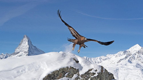 Nature Season 39 Episode 8 - The Alps: Winter's Fortress