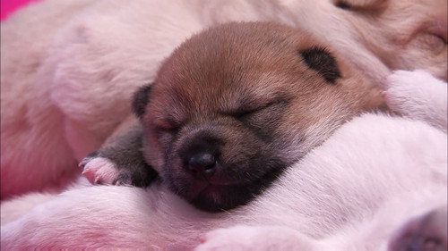 Too Cute Season 4 Episode 1 - Mighty Mountain Puppies