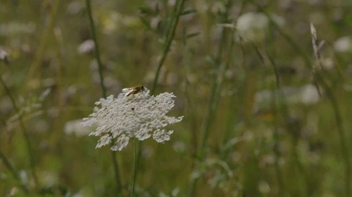 Natur im Garten Season 25 Episode 13 - Episode 13