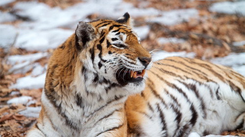 undefined Season 31 Episode 1 - Siberian Tiger Quest