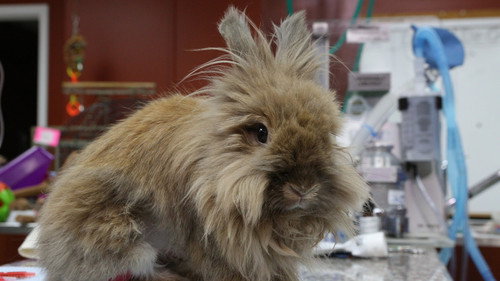 Dr. K's Exotic Animal ER Season 4 Episode 8 - Prairie Dog Companion