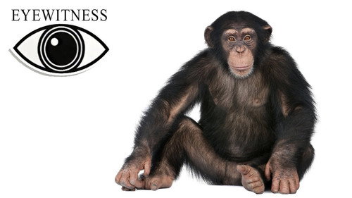 Eyewitness Season 2 Episode 1 - Ape