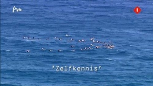 Wie is de Mol? Season 12 Episode 7 - Zelfkennis (Self-knowledge)