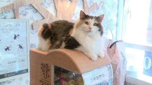 Japanology Plus Season 8 Episode 17 - Cats and Japan