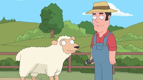 Sheep Shearing still
