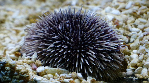 Nature Season 16 Episode 8 - Life at the Edge of the Sea