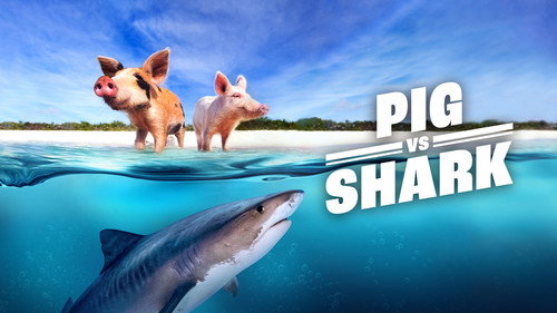 Shark Week Season 35 Episode 9 - Pigs vs. Shark