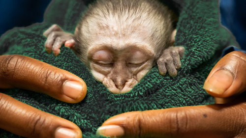 Malawi Wildlife Rescue Season 1 Episode 3 - The Great Escape