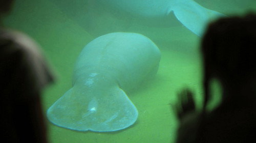 Secrets of the Zoo: Tampa Season 1 Episode 6 - Oh, The Hu-Manatee!
