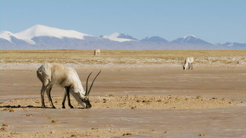 China's Wild Empire Season 1 Episode 2 - Tibetan Antelope: Mysterious Migration