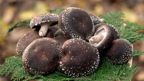 Trails to Oishii Tokyo Season 5 Episode 1 - SHIITAKE
