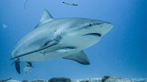 Deadly 60 Season 5 Episode 9 - Sharks and Eels