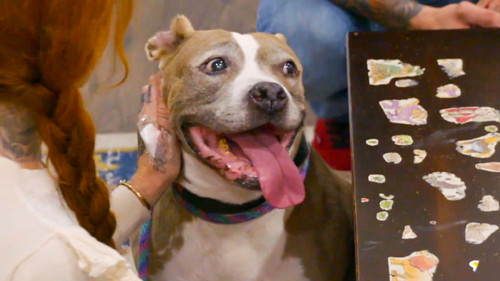 Pit Bulls and Parolees Season 18 Episode 4 - Bad Reputation