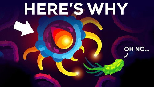 Kurzgesagt - In a Nutshell Season 9 Episode 14 - You Are Immune Against Every Disease