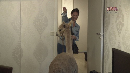 I kveld med Ylvis Season 2 Episode 20 - Episode 20