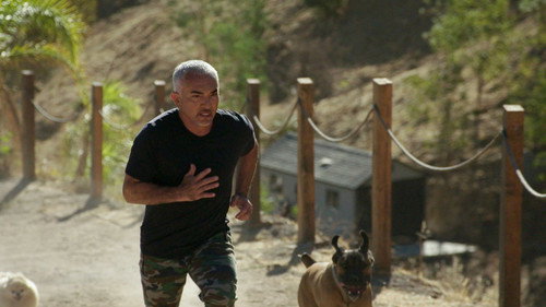 Cesar Millan: Better Human, Better Dog Season 1 Episode 3 - Canine Quarantine
