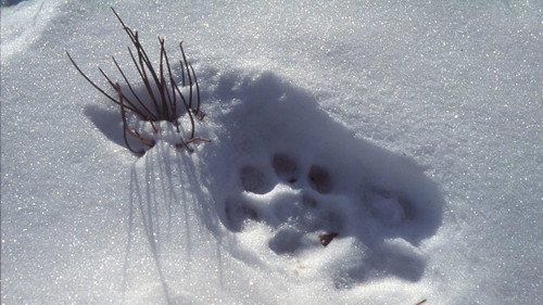 Nature Season 23 Episode 5 - Silent Roar: Searching for the Snow Leopard