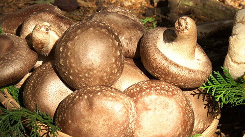 Japanology Plus Season 7 Episode 23 - Mushrooms