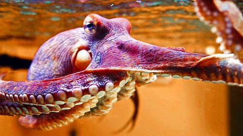 Natural World Season 39 Episode 3 - The Octopus in My House