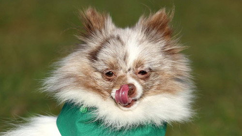 Crufts Season 15 Episode 7 - 2025 Day 3 - Part 1