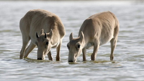 Wild Mongolia: Land of Extremes Season 1 Episode 2 - Episode 2