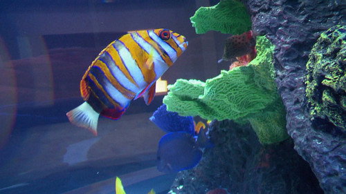 Tanked Season 3 Episode 9 - A Healthy Dose of ATM
