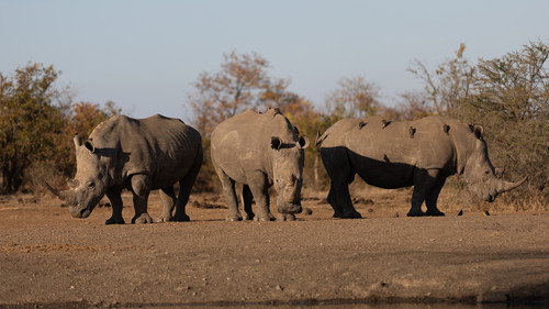 Foreign Correspondent Season 31 Episode 25 - Return of the Rhinos