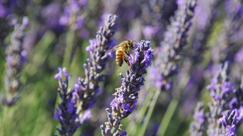 Nature Season 37 Episode 15 - American Spring LIVE: Connections