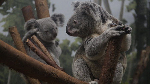 Secrets of the Zoo: Tampa Season 4 Episode 7 - Koala-palooza