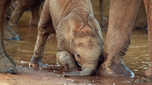 Nature Season 40 Episode 3 - The Elephant and the Termite