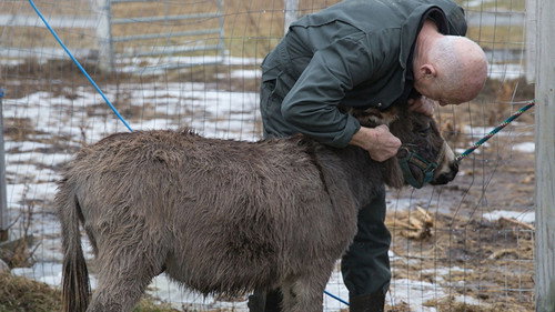 The Incredible Dr. Pol Season 11 Episode 9 - Frosty the Pol-man