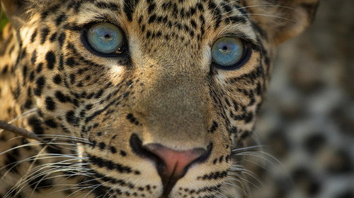 Nature Season 39 Episode 11 - The Leopard Legacy