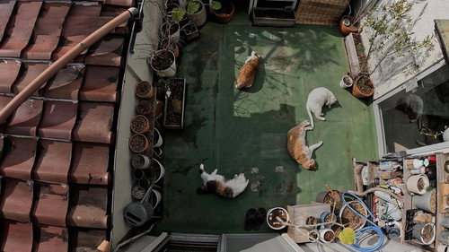 A Cat's-Eye View of Japan Season 5 Episode 6 - Atami: Relaxing With Yoga