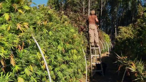 Frontline Season 29 Episode 17 - The Pot Republic / Doctor Hotspot / The Atomic Artists
