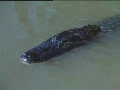 Flipper Season 3 Episode 13 - Alligator Duel
