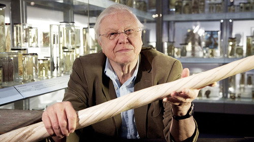 David Attenborough's Natural Curiosities Season 1 Episode 4 - A Curious Twist