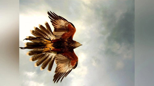 Wild Assassins Season 1 Episode 5 - Beaks And Talons