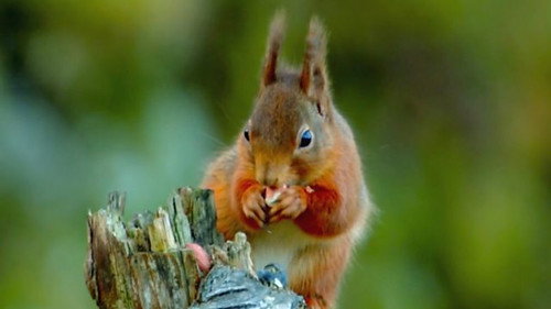 Britain's Rarest Creatures still