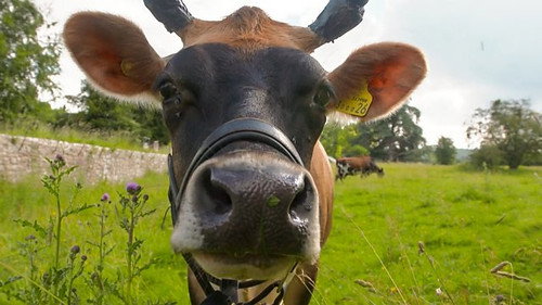 Community Farm - Herefordshire still