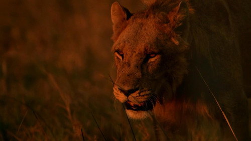 Savage Kingdom Season 4 Episode 4 - Line of Fire